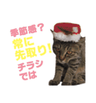 猫スタンプ デザイナーあるある編（個別スタンプ：9）