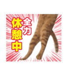 猫スタンプ デザイナーあるある編（個別スタンプ：10）