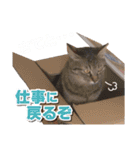猫スタンプ デザイナーあるある編（個別スタンプ：11）