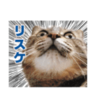猫スタンプ デザイナーあるある編（個別スタンプ：12）