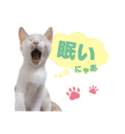 猫スタンプ デザイナーあるある編（個別スタンプ：13）