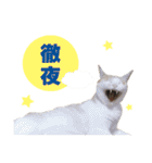猫スタンプ デザイナーあるある編（個別スタンプ：14）