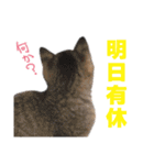 猫スタンプ デザイナーあるある編（個別スタンプ：15）