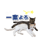 猫スタンプ デザイナーあるある編（個別スタンプ：16）