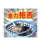 猫スタンプ デザイナーあるある編（個別スタンプ：17）