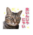 猫スタンプ デザイナーあるある編（個別スタンプ：18）