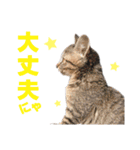 猫スタンプ デザイナーあるある編（個別スタンプ：19）