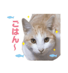 猫スタンプ デザイナーあるある編（個別スタンプ：20）
