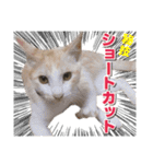 猫スタンプ デザイナーあるある編（個別スタンプ：21）