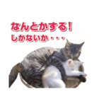 猫スタンプ デザイナーあるある編（個別スタンプ：22）