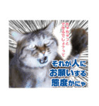 猫スタンプ デザイナーあるある編（個別スタンプ：23）