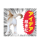 猫スタンプ デザイナーあるある編（個別スタンプ：24）