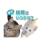 猫スタンプ デザイナーあるある編（個別スタンプ：25）