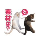 猫スタンプ デザイナーあるある編（個別スタンプ：26）