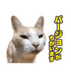 猫スタンプ デザイナーあるある編（個別スタンプ：27）