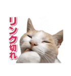 猫スタンプ デザイナーあるある編（個別スタンプ：28）