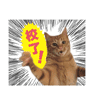 猫スタンプ デザイナーあるある編（個別スタンプ：29）
