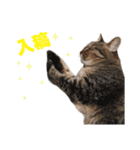猫スタンプ デザイナーあるある編（個別スタンプ：30）