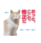 猫スタンプ デザイナーあるある編（個別スタンプ：31）