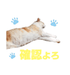 猫スタンプ デザイナーあるある編（個別スタンプ：33）