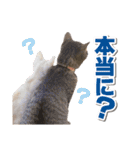 猫スタンプ デザイナーあるある編（個別スタンプ：34）