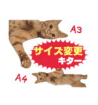 猫スタンプ デザイナーあるある編（個別スタンプ：35）