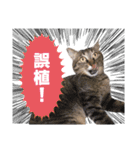 猫スタンプ デザイナーあるある編（個別スタンプ：38）