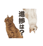 猫スタンプ デザイナーあるある編（個別スタンプ：39）
