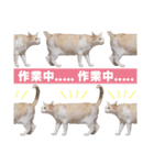 猫スタンプ デザイナーあるある編（個別スタンプ：40）