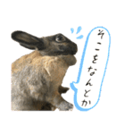 ゴブリンスタンプpart2（個別スタンプ：20）