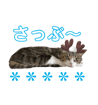 ごえもん日和。15（個別スタンプ：3）
