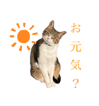 ごえもん日和。15（個別スタンプ：4）