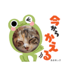 猫の三姉妹（個別スタンプ：11）