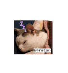 メロネロ（個別スタンプ：11）