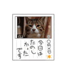 メロネロ（個別スタンプ：16）
