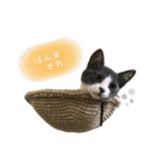 鍵しっぽのlalaです♩（個別スタンプ：11）