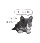 鍵しっぽのlalaです♩（個別スタンプ：12）