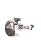 鍵しっぽのlalaです♩（個別スタンプ：26）