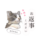 鍵しっぽのlalaです♩（個別スタンプ：29）