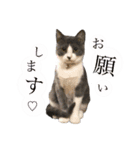 鍵しっぽのlalaです♩（個別スタンプ：31）