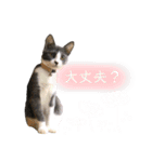 鍵しっぽのlalaです♩（個別スタンプ：33）