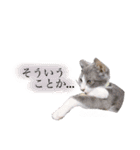 鍵しっぽのlalaです♩（個別スタンプ：35）