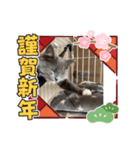 動物達からのご挨拶（個別スタンプ：4）