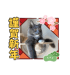 動物達からのご挨拶（個別スタンプ：5）