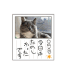 動物達からのご挨拶（個別スタンプ：22）