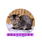 ガッシーねこーずスタンプ（個別スタンプ：1）