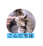 ガッシーねこーずスタンプ（個別スタンプ：2）