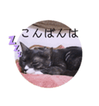 ガッシーねこーずスタンプ（個別スタンプ：3）
