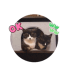 ガッシーねこーずスタンプ（個別スタンプ：4）