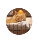 ガッシーねこーずスタンプ（個別スタンプ：5）